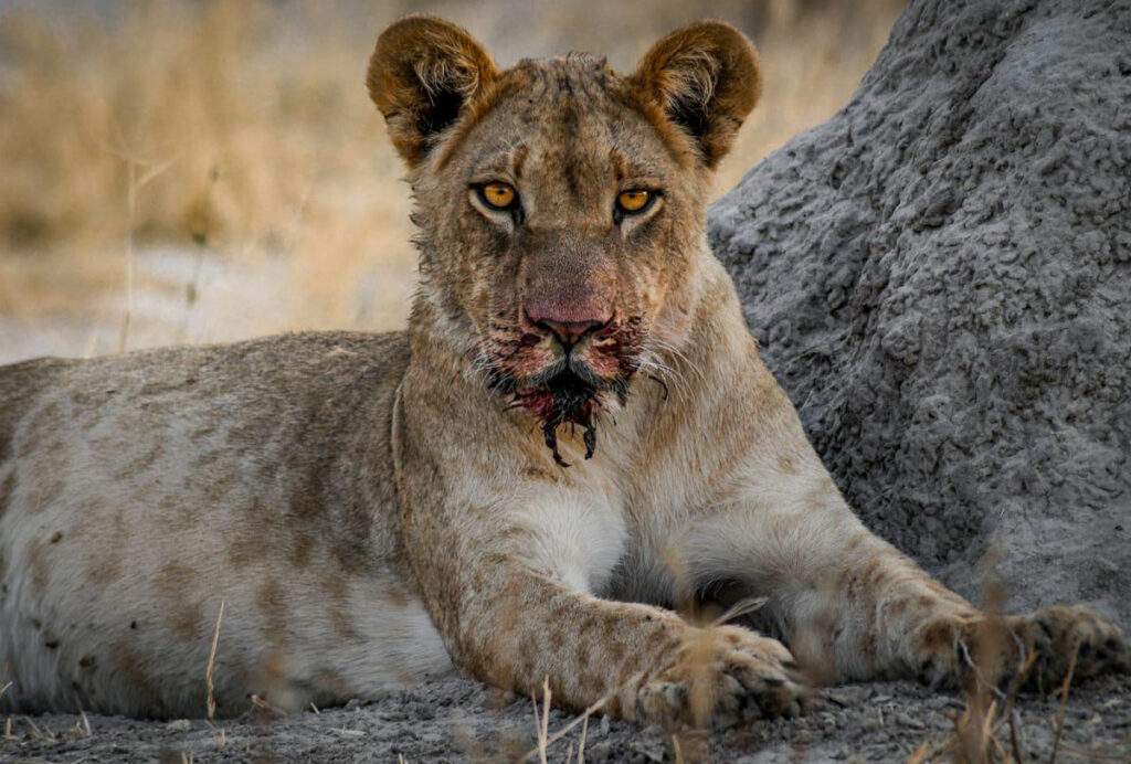 Lion Cub at Tuskers Bush Camp