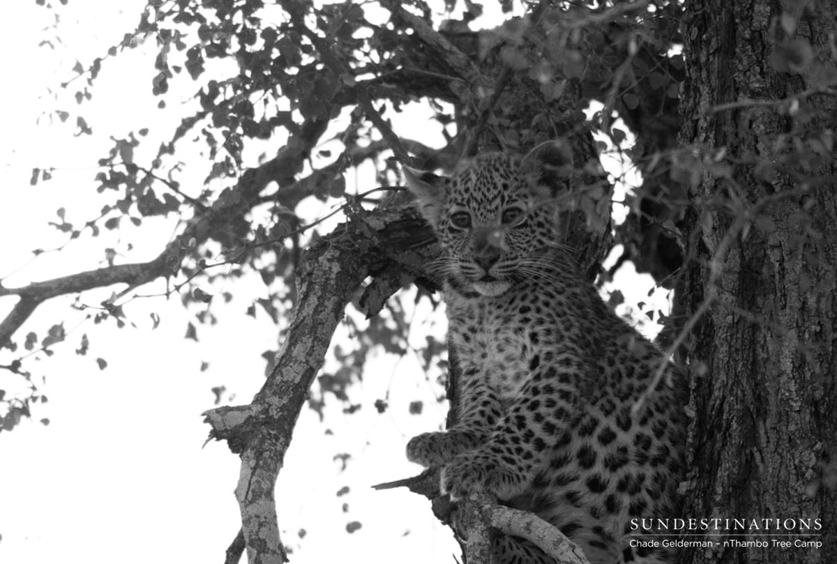 Ross Dam's Leopard Cub Ross Dam's Leopard Cub
