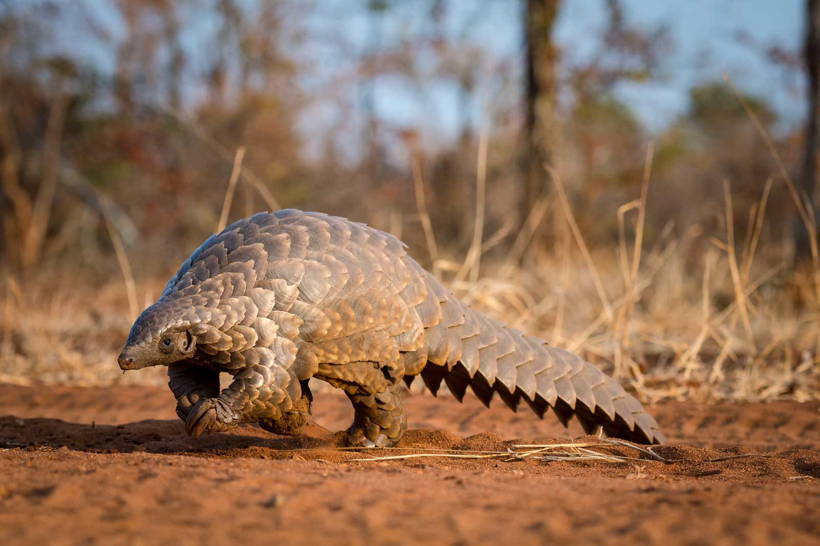 Pangolin Walking - - Em Gatland Pangolin Walking- Em Gatland