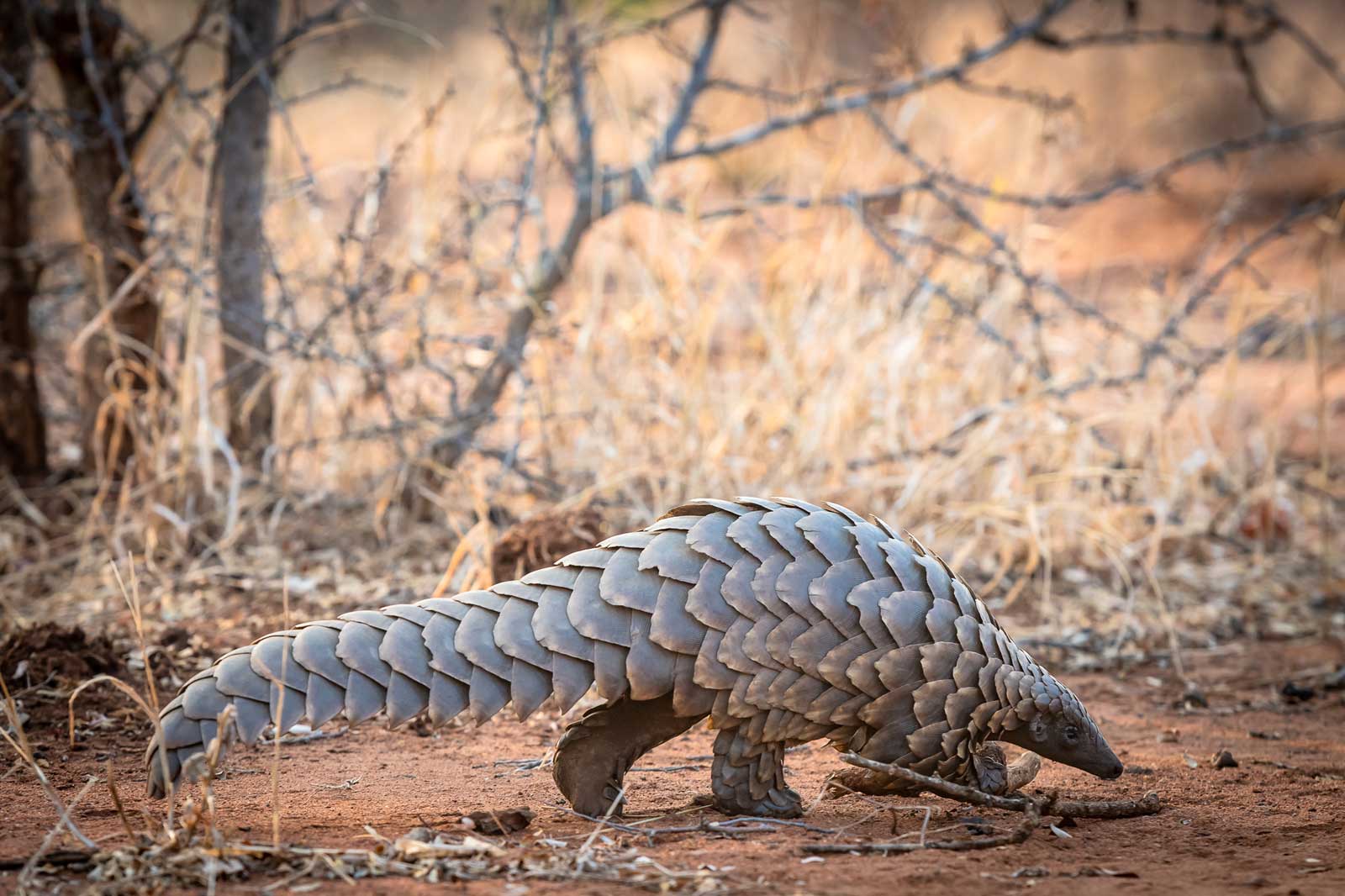 Pangolin - Em Gatland Pangolin - Em Gatland