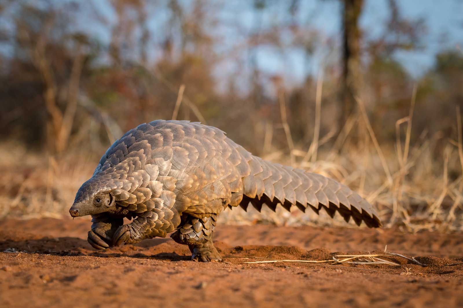 Pangolin Move - Em Gatland Pangolin Move - Em Gatland
