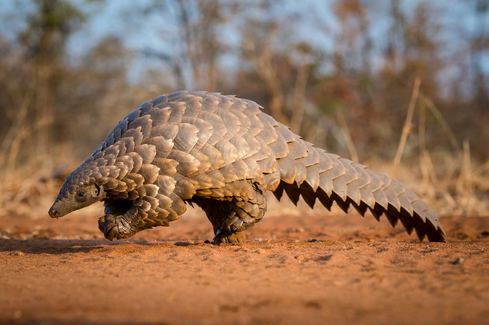 Pangolin Strolling - Em Gatland Pangolin Strolling - Em Gatland