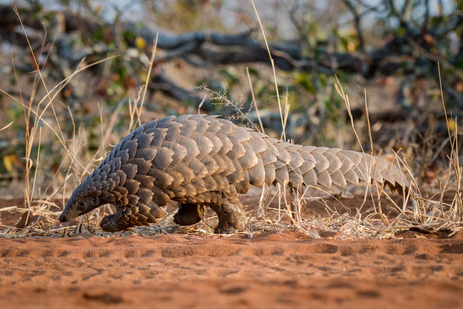 Pangolin - Em Gatland Pangolin - Em Gatland