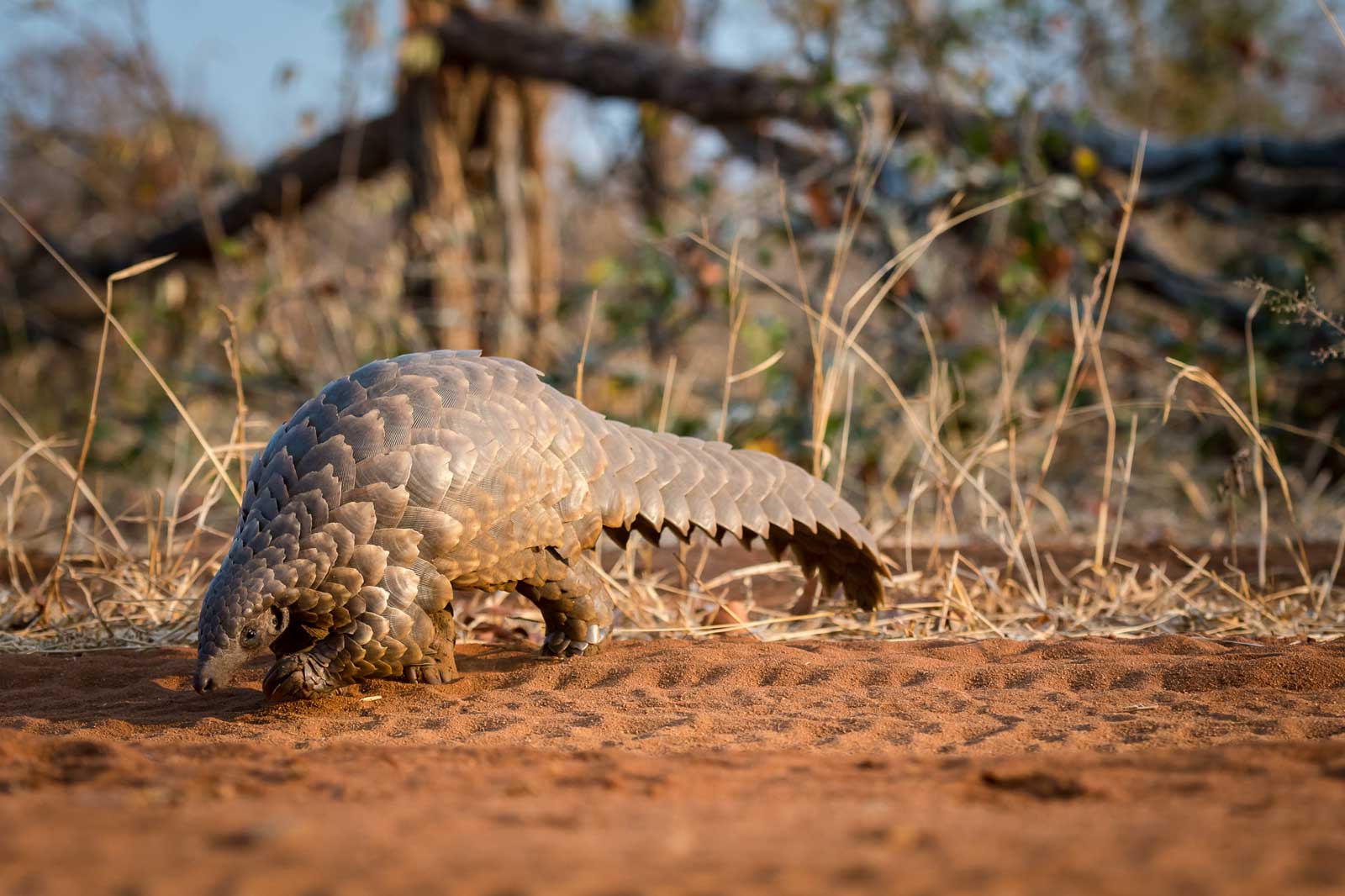 Pangolin Walking - Em Gatland Pangolin Walking - Em Gatland