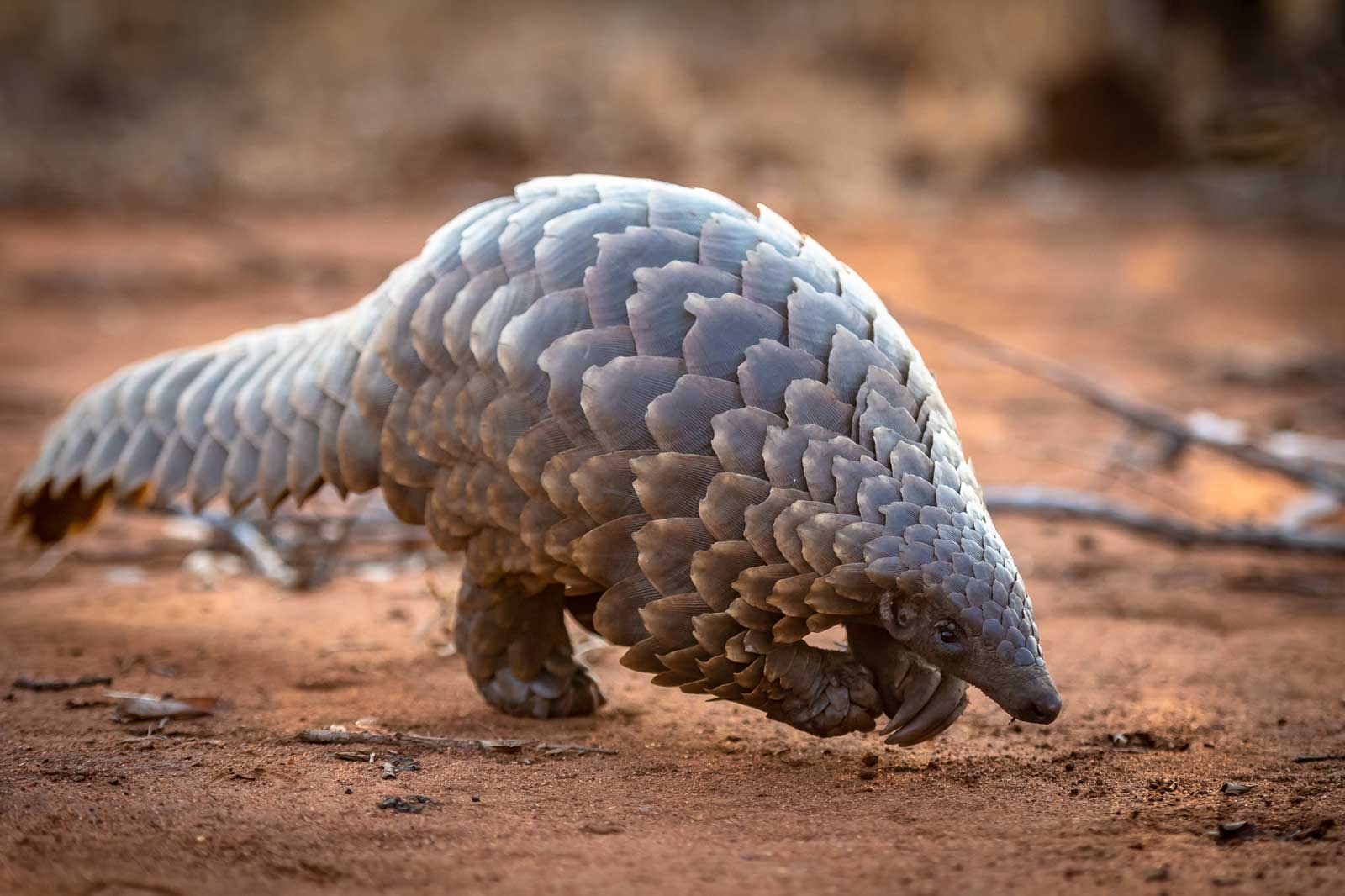 Pangolin Walking Wilderness - Em Gatland Pangolin Walking Wilderness - Em Gatland