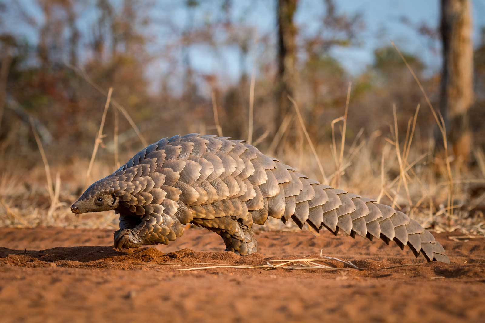 Pangolin in Kruger - Em Gatland Pangolin in Kruger - Em Gatland