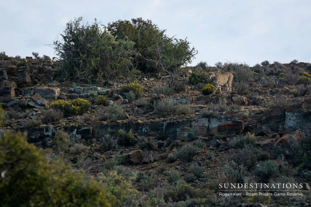 Cheetah Conservation Experience