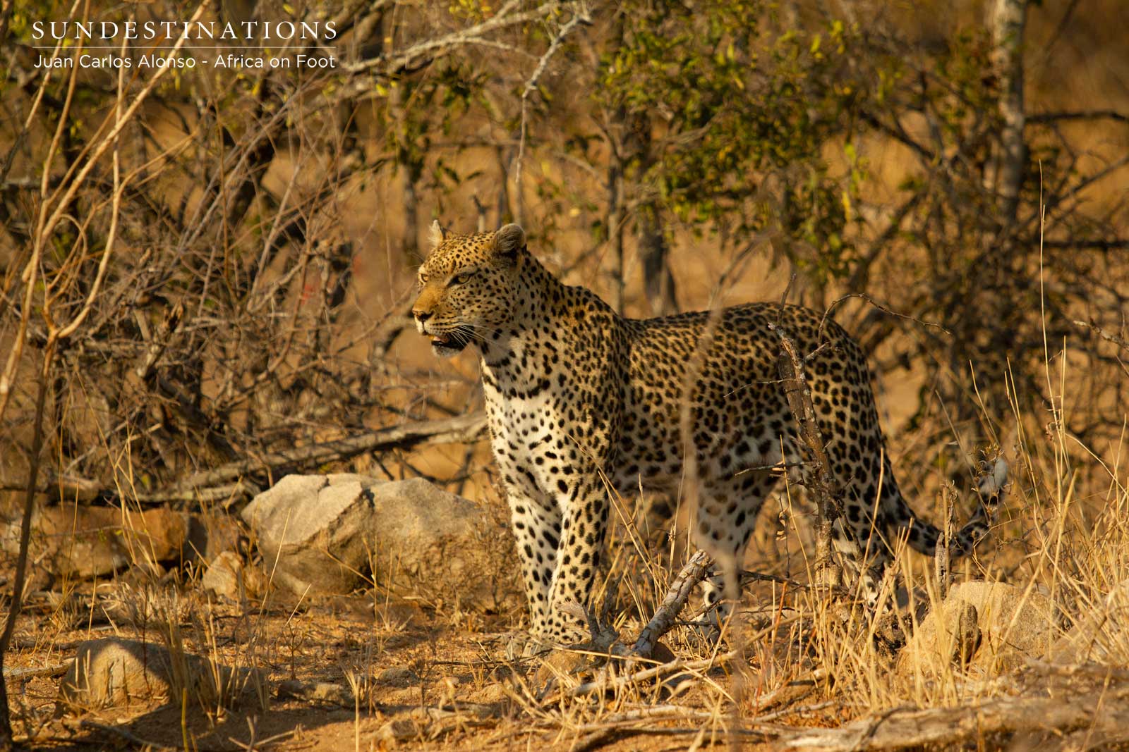 Cleo in Klaserie Cleo in Klaserie