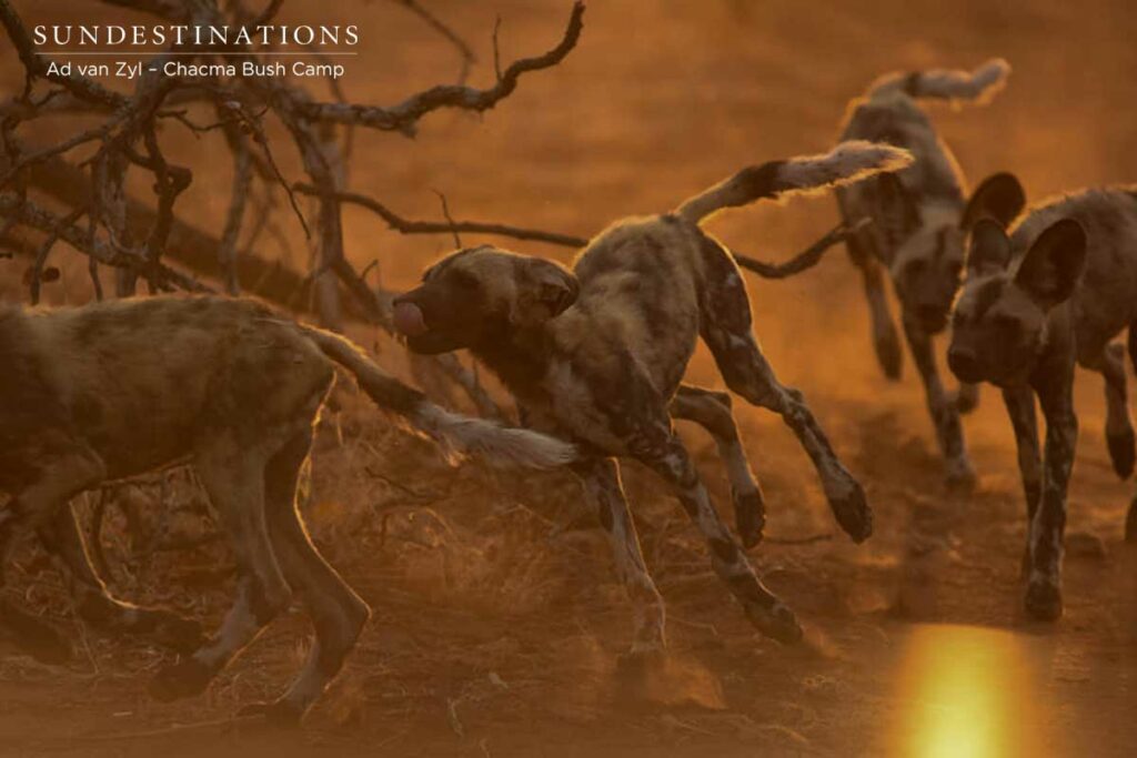 Wild Dogs at Chacma Bush Camp