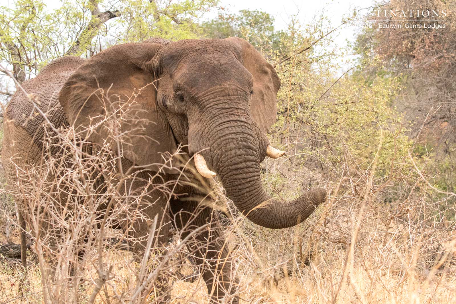 Elephant Calf in Balule Elephant Calf in Balule
