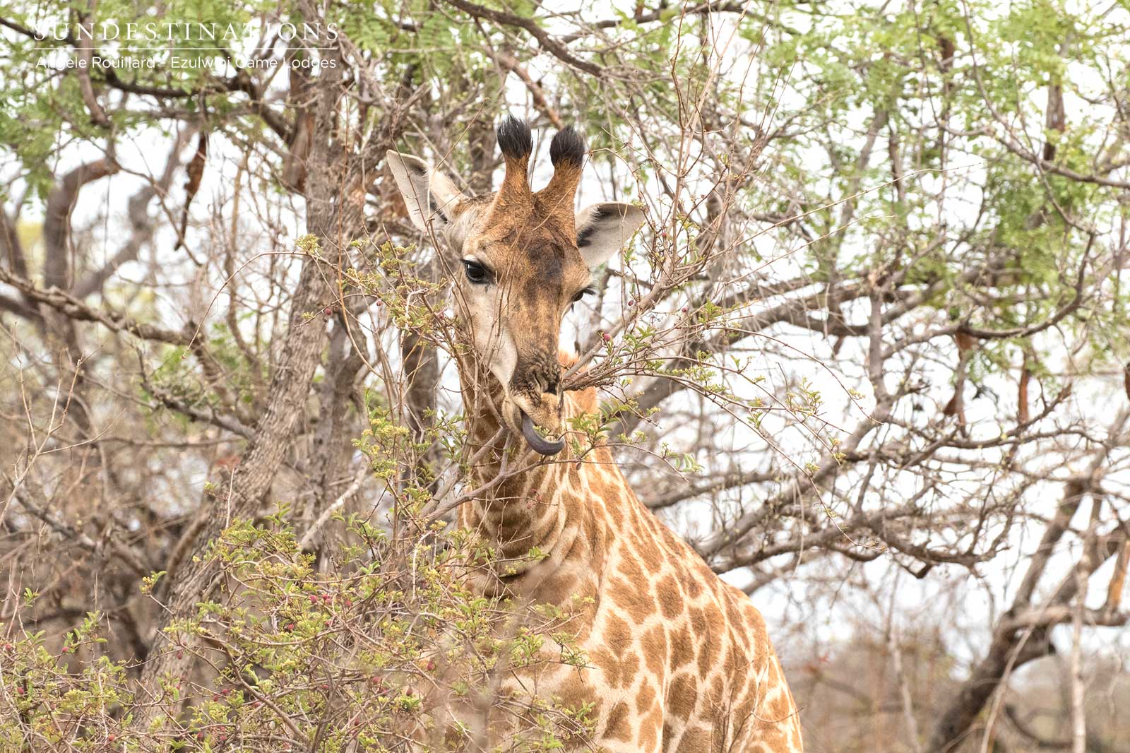 Giraffe in Balule Giraffe in Balule