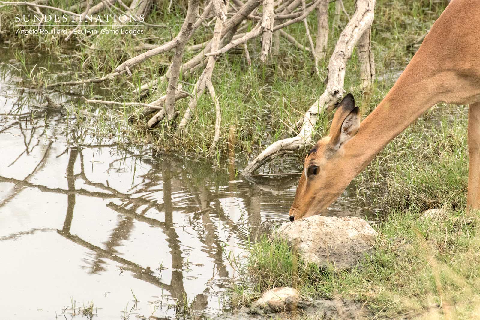 Impala Drinking Impala Drinking