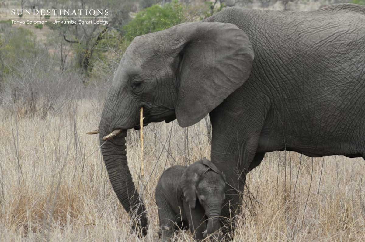 Elephant Calf at Umkumbe Safari Lodge Elephant Calf at Umkumbe Safari Lodge