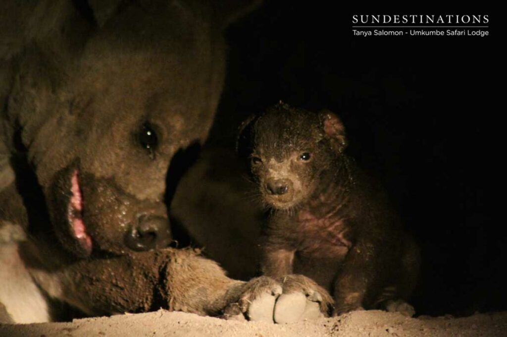 Hyena Cub in Sabi Sand