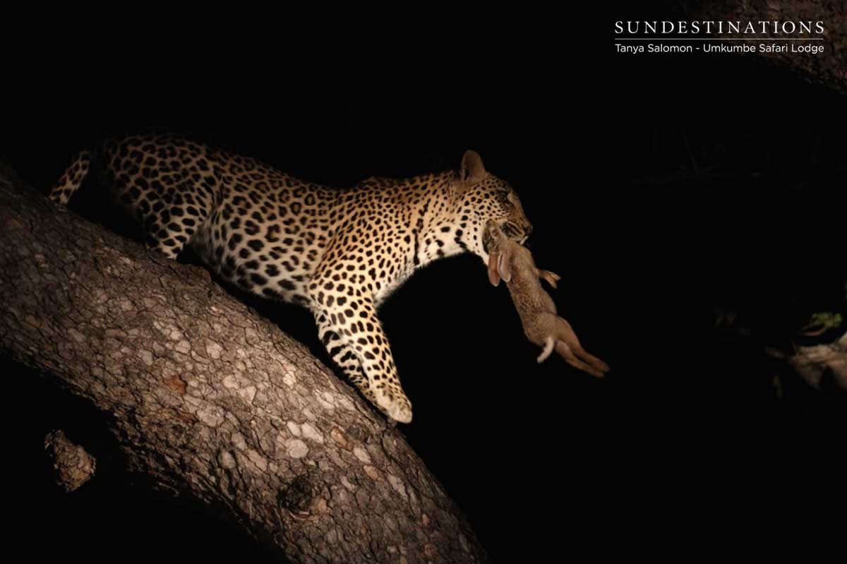 Tatowa's Cub Tatowa's Cub