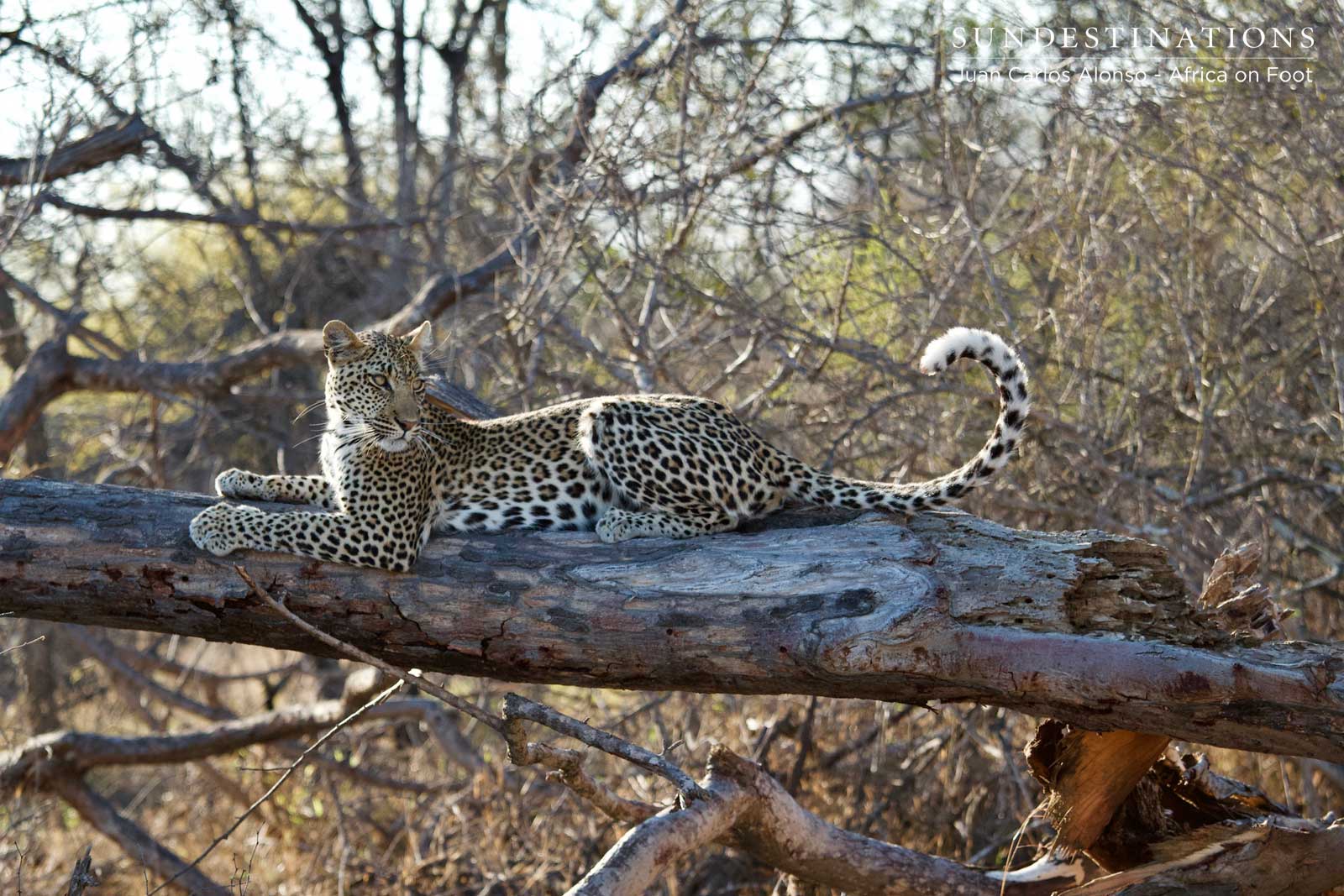 Nyeleti the Leopard Nyeleti the Leopard