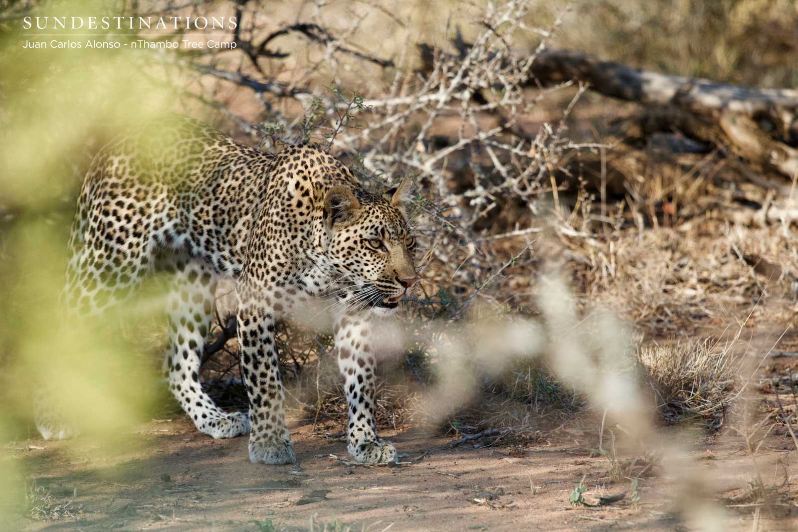 Nyeleti the Leopard Nyeleti the Leopard