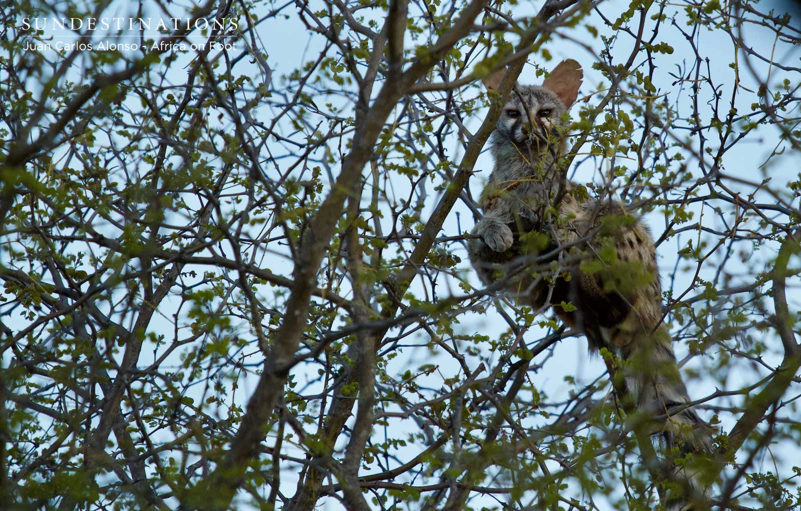 Genet in Klaserie Genet in Klaserie