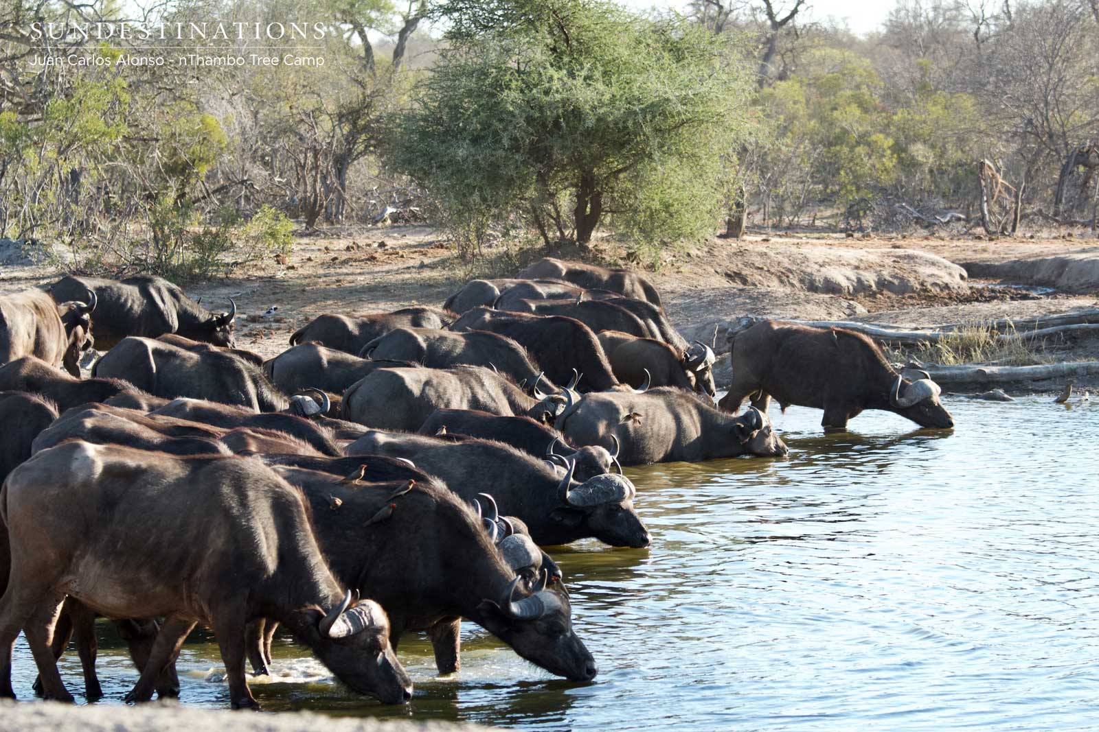 Buffalo Herd at nThambo Tree Camp Buffalo Herd at nThambo Tree Camp