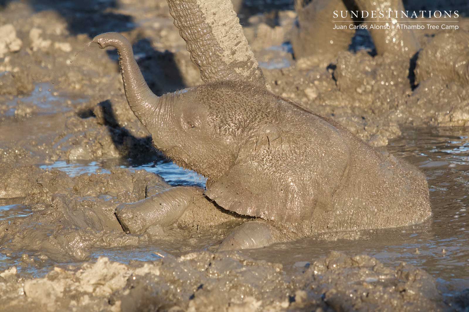 Elephant Calf at nThambo Tree Camp Elephant Calf at nThambo Tree Camp