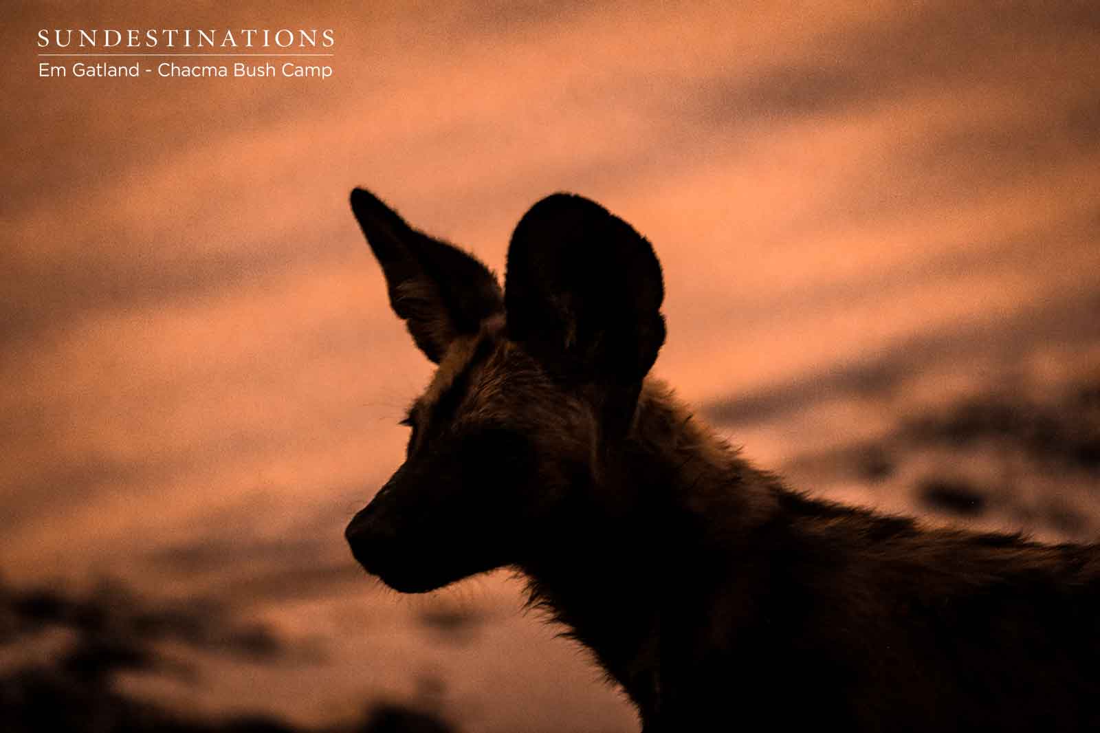 Chacma Wild Dog at Sunset Chacma Wild Dog at Sunset