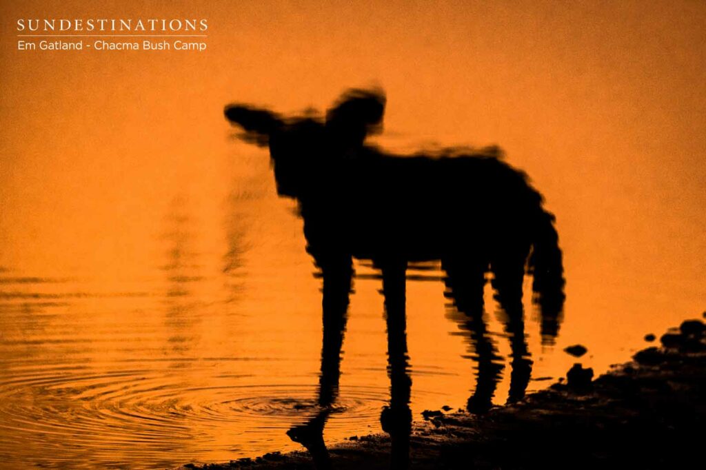Chacma Wild Dog Reflections