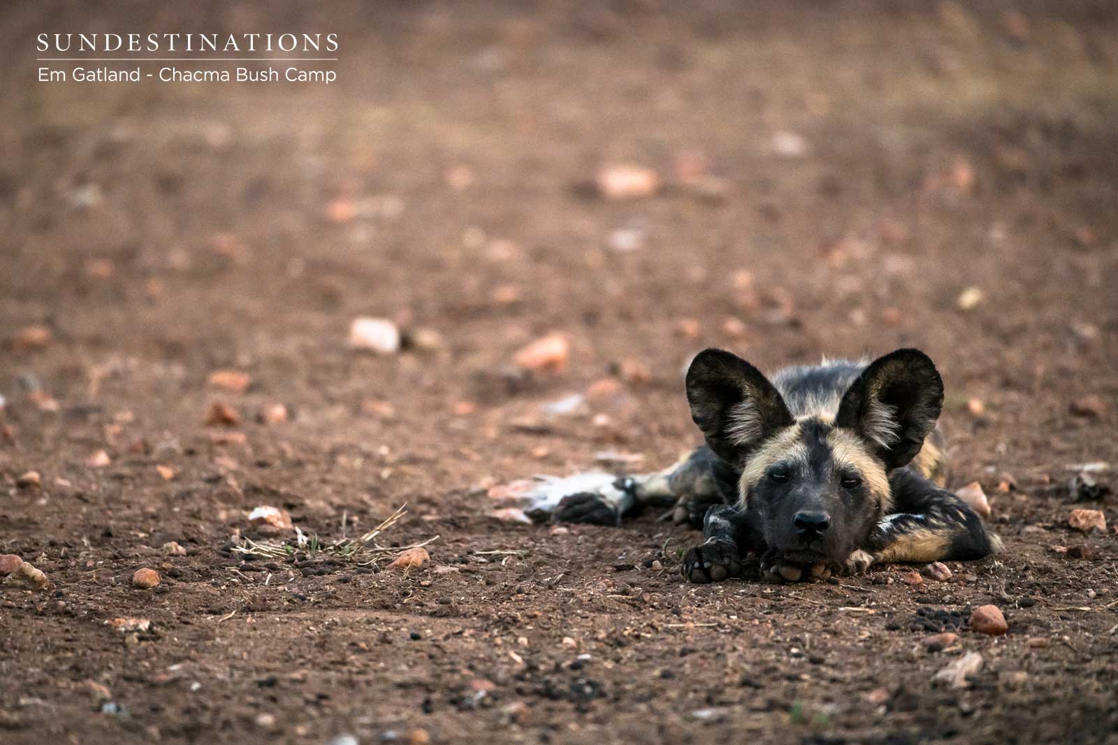 Sleeping Wild Dog Sleeping Wild Dog