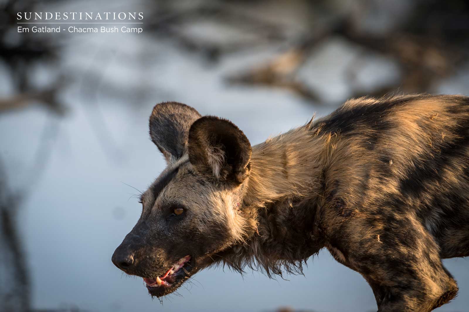 Wild Dog in Maseke Wild Dog in Maseke