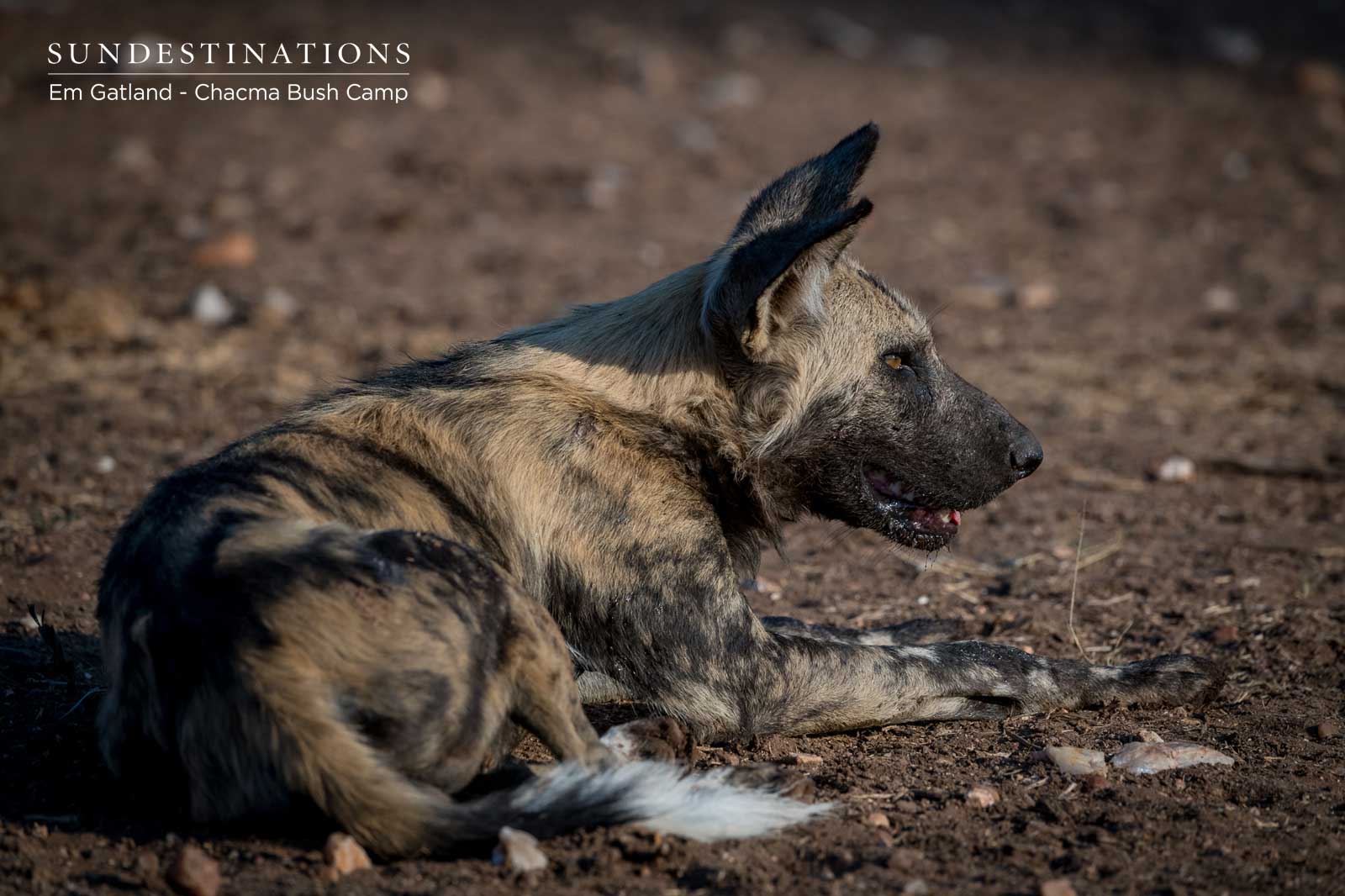Wild Dog at Chacma Bush Camp Wild Dog at Chacma Bush Camp