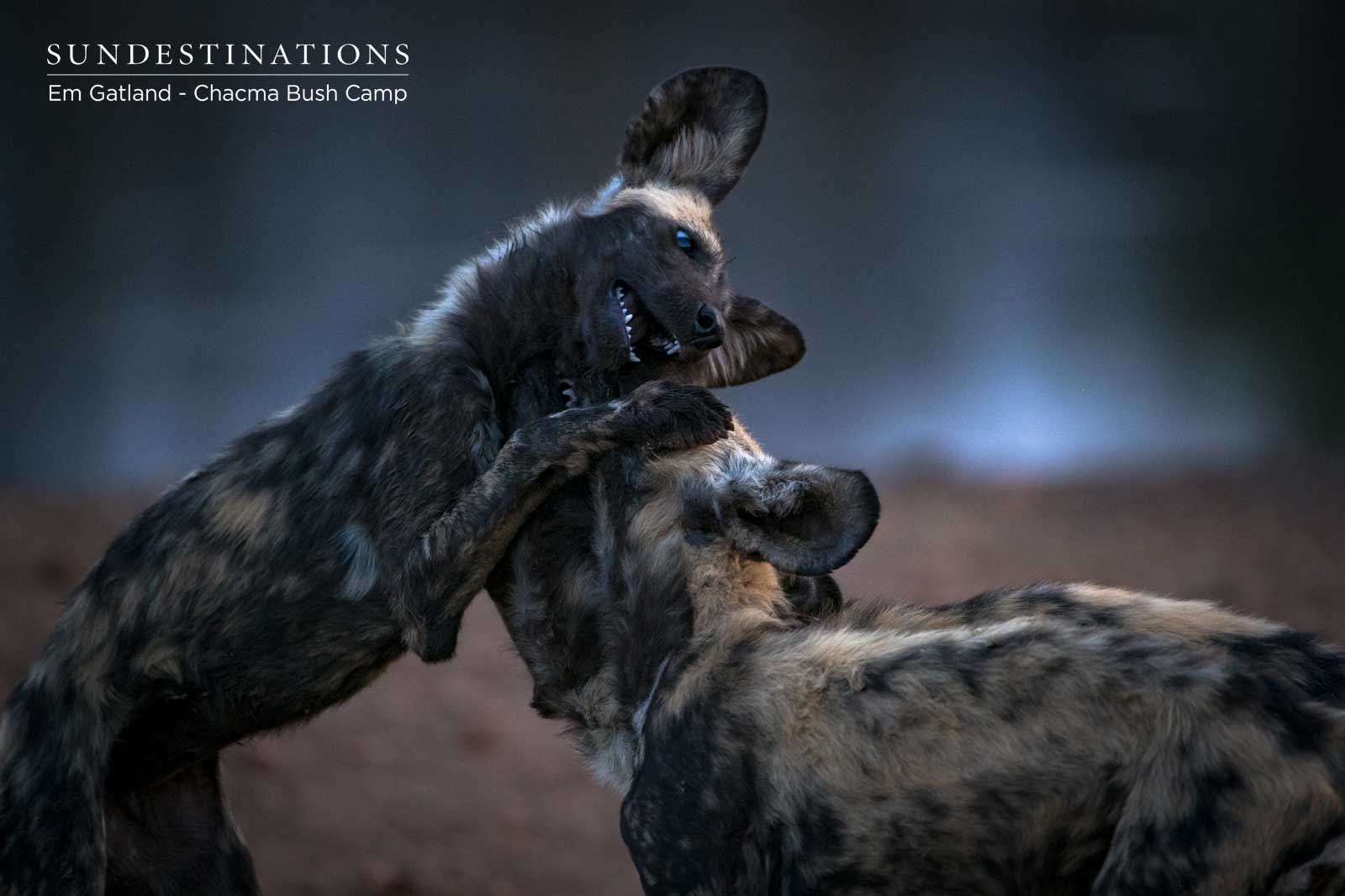 Wild Dogs Playing Wild Dogs Playing