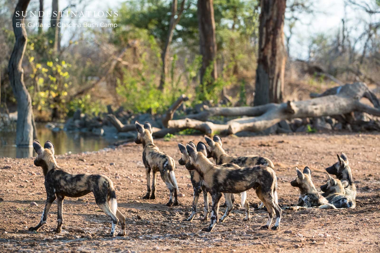 The Wild Dogs Heard a Rustle The Wild Dogs Heard a Rustle