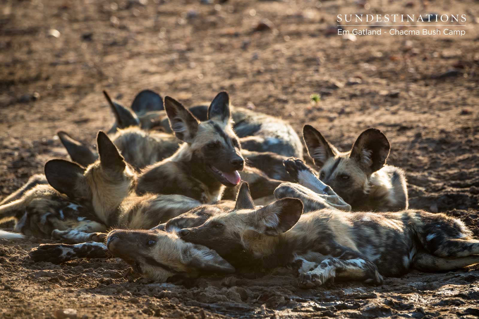 Pile of Wild Dogs Pile of Wild Dogs