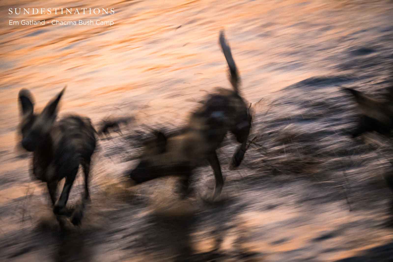 Pack of Wild Dogs in Maseke Pack of Wild Dogs in Maseke