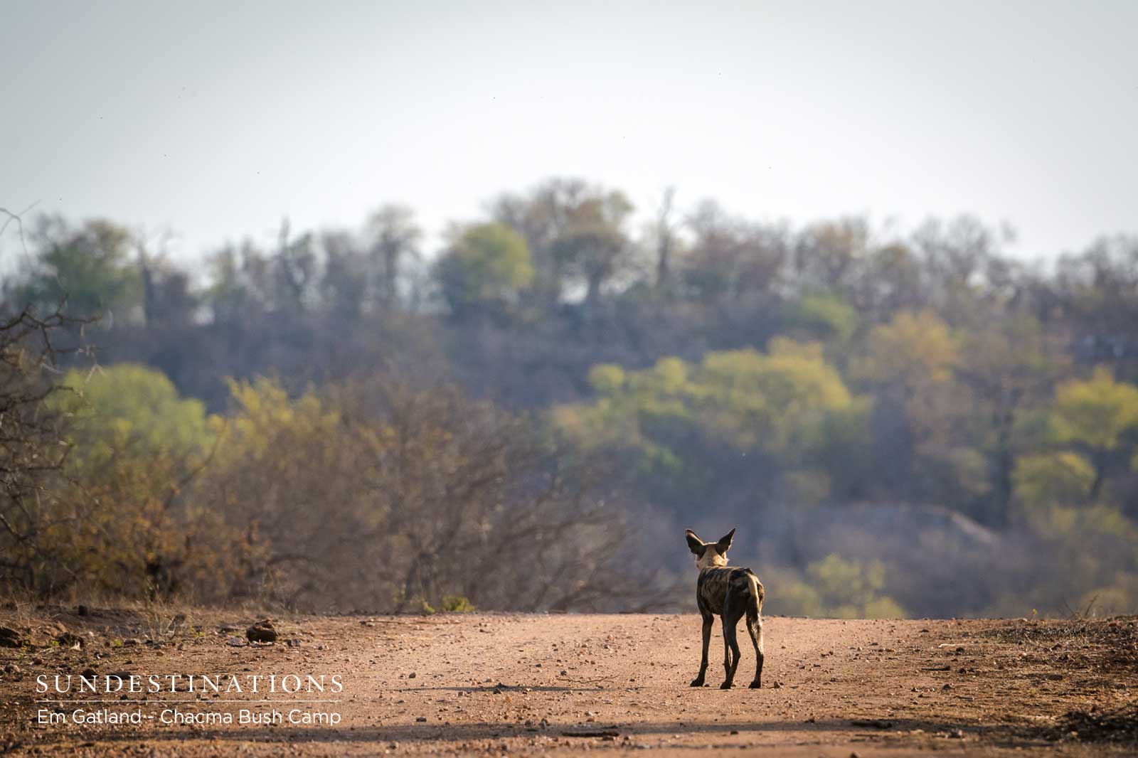 Lone African Wild Dog in the Maseke Lone African Wild Dog in the Maseke