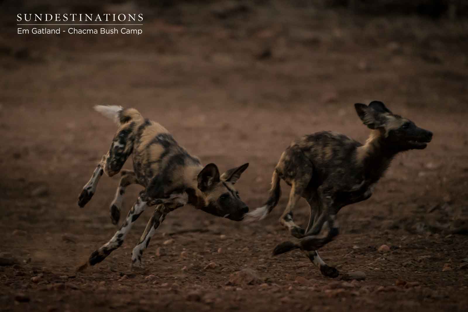 Trotting Wild Dogs Trotting Wild Dogs