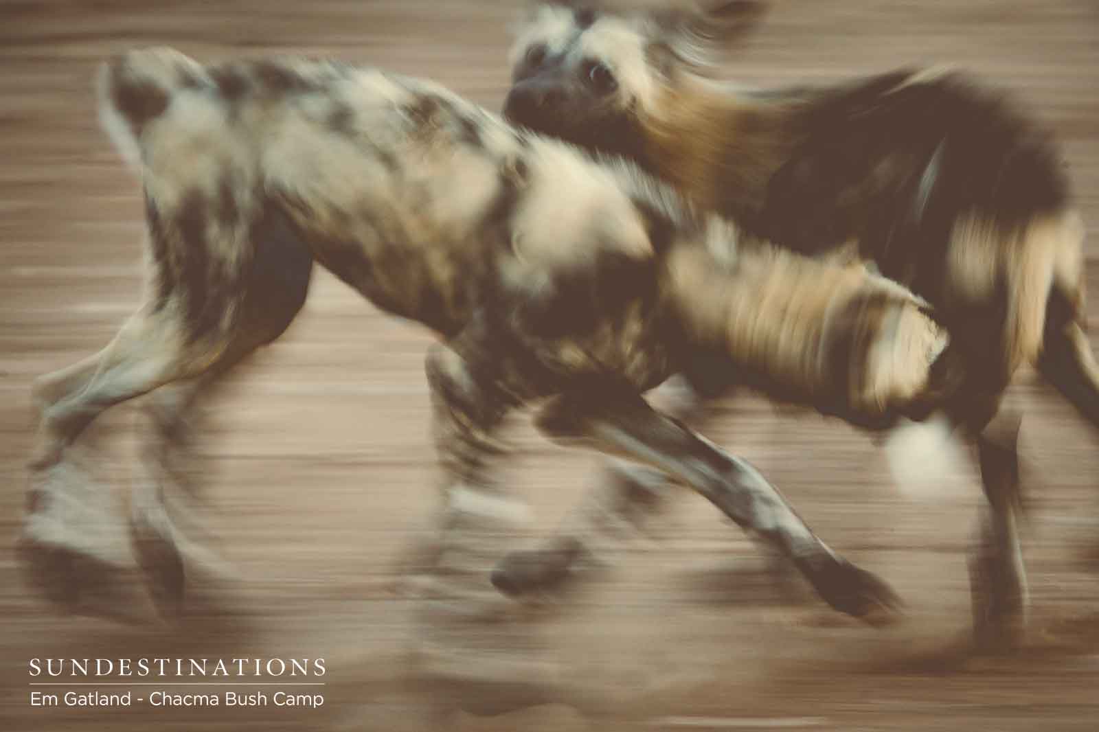 Flurry of Wild Dog Activity Flurry of Wild Dog Activity