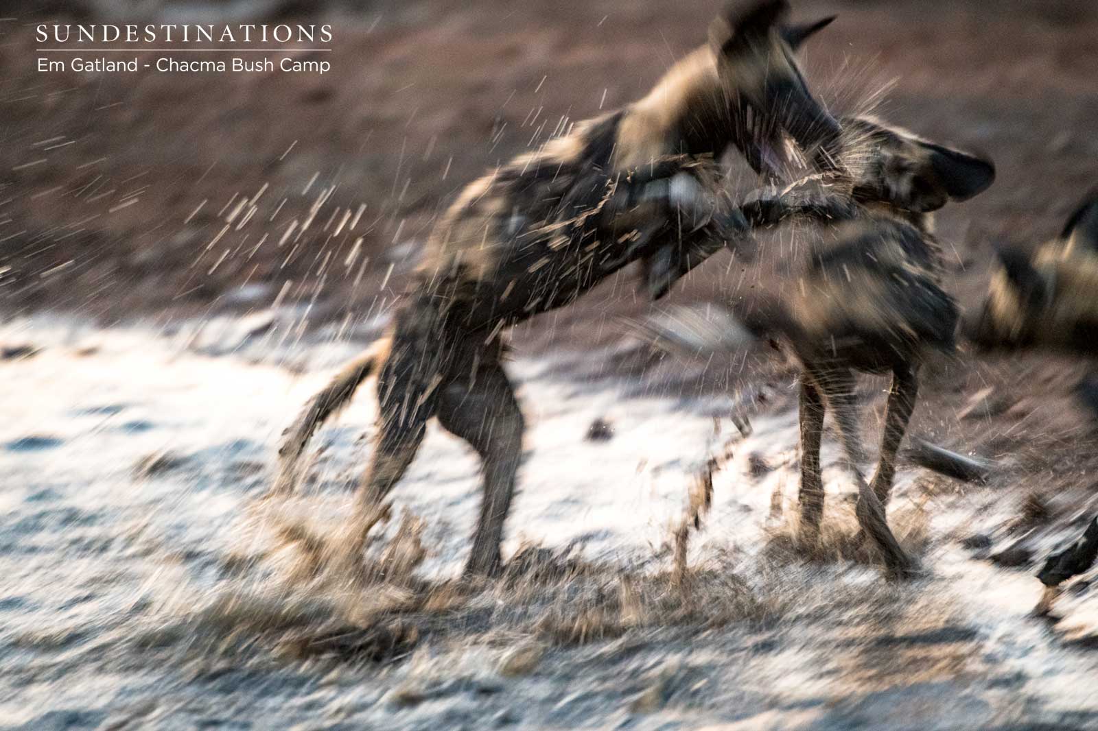 Chacma Wild Dogs in the Mud Chacma Wild Dogs in the Mud