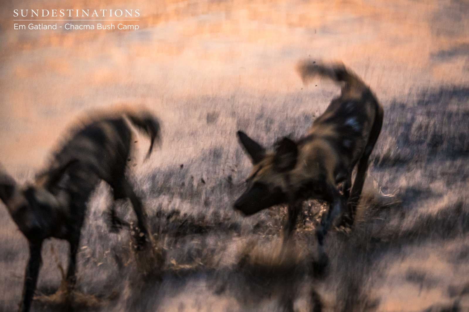 African Wild Dogs in Maseke African Wild Dogs in Maseke