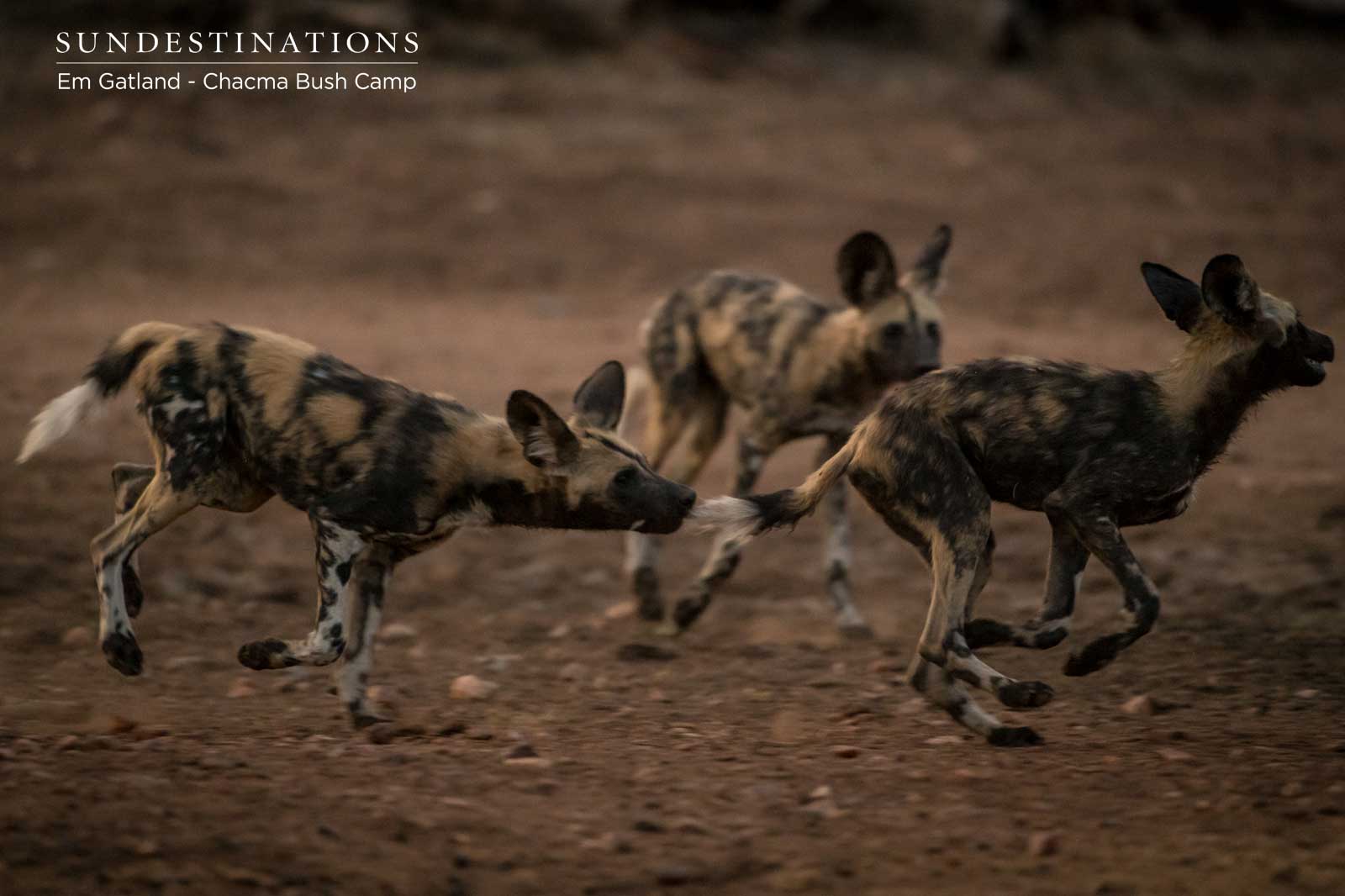 Pack of African Wild Dog Pack of African Wild Dog