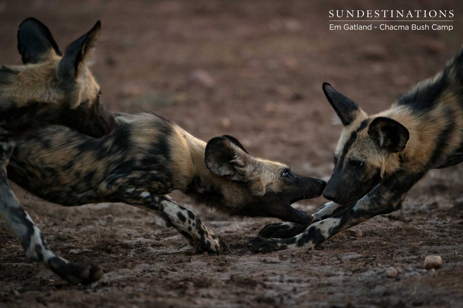 Wild Dogs at Play Wild Dogs at Play