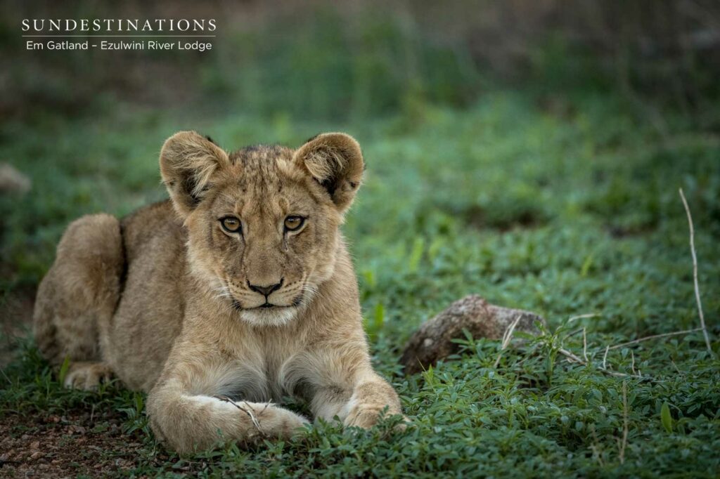 Ezulwini Lion Cubs in Balule