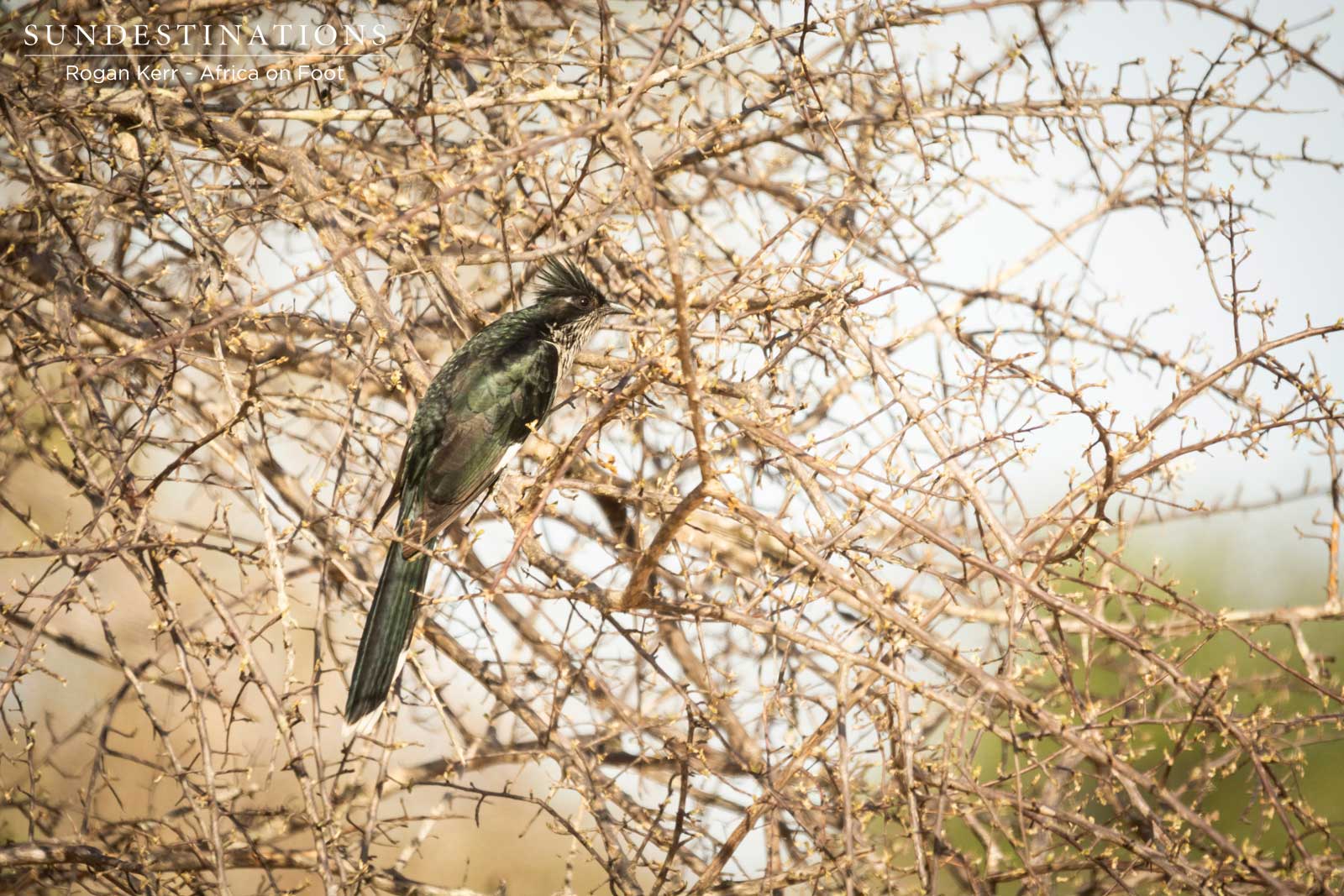 Birding in Klaserie Birding in Klaserie