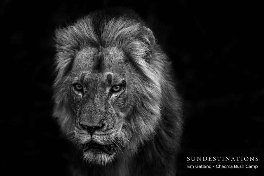 Maseke Male Lions Chacma