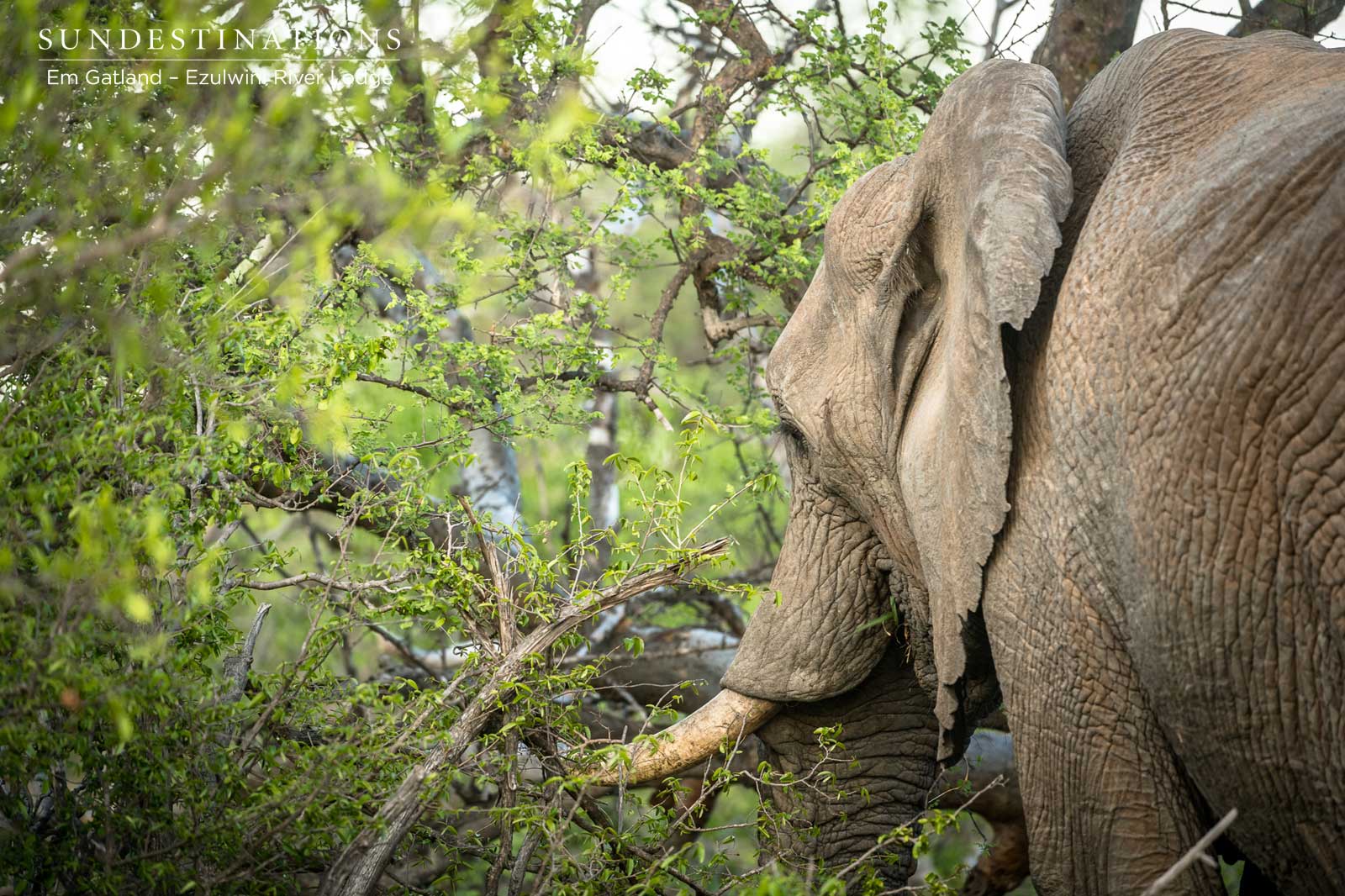 Ezulwini Elephants Ezulwini Elephants