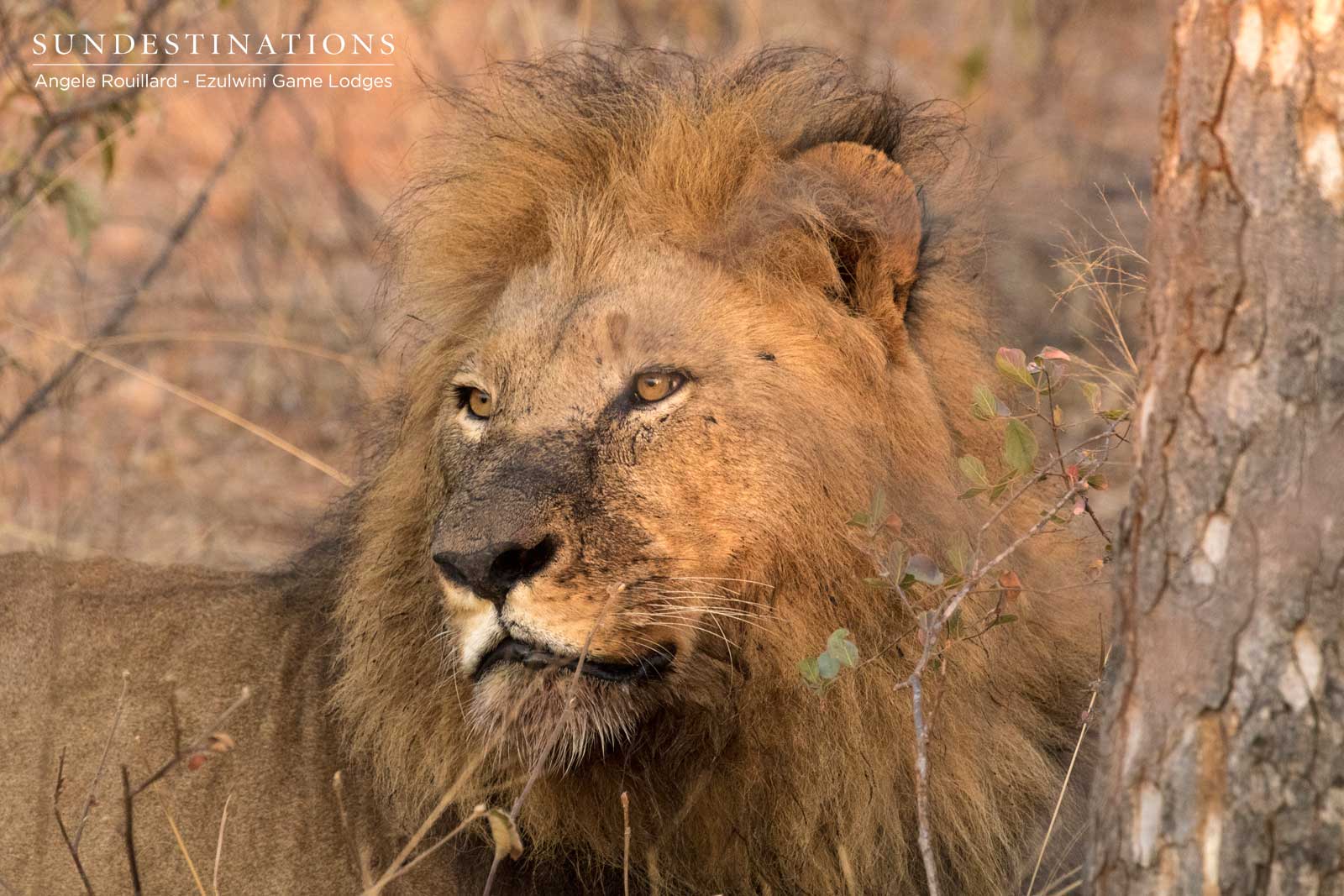 Machaton Male Lions Machaton Male Lions