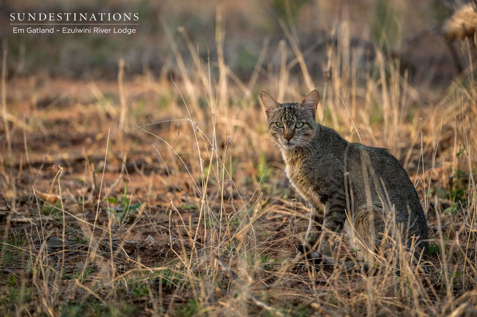 Ezulwini Wild Cats Ezulwini Wild Cats