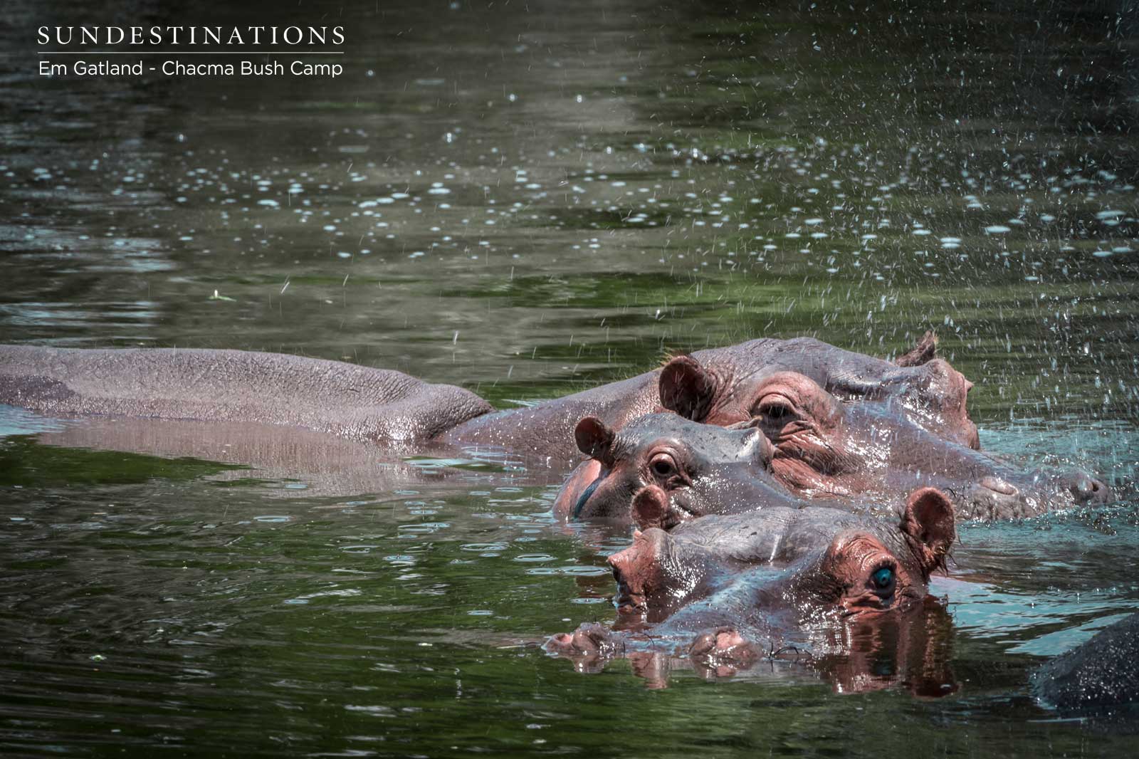 Hippo at Chacma Hippo at Chacma