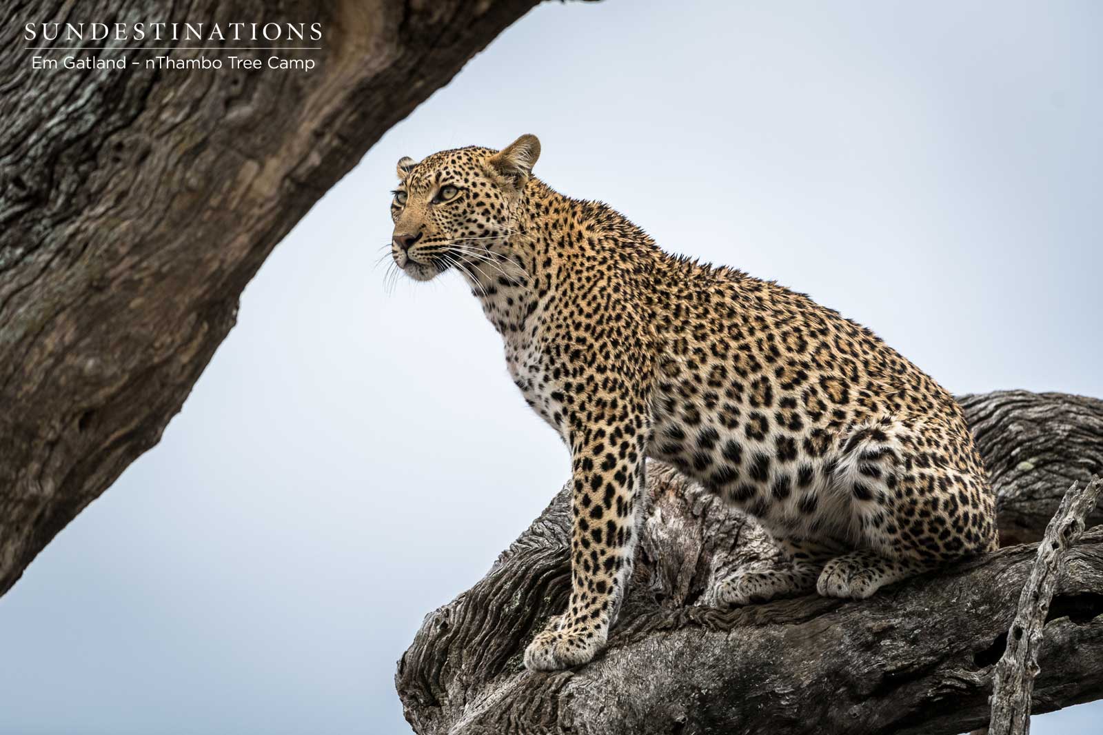 Nyeleti Leopard Klaserie Nyeleti Leopard Klaserie