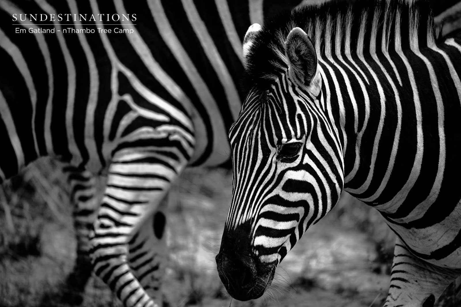 Zebra Herds at nThambo Tree Camp Zebra Herds at nThambo Tree Camp