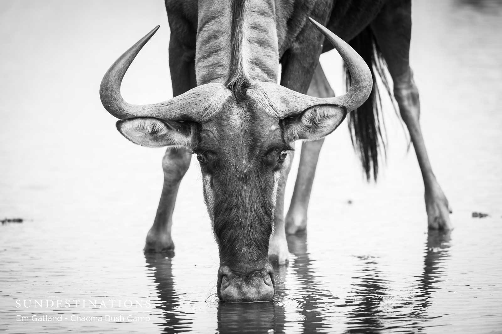 Wildebeest at Chacma Wildebeest at Chacma